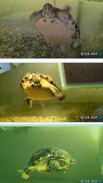 Nieuwe huis gezocht voor moerasschildpad  – compleet, December, Mannelijk