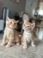 Kittens, Dieren en Toebehoren, Katten en Kittens | Overige Katten, Meerdere dieren, Kortharig, 0 tot 2 jaar