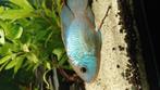 Acara electric blue, Dieren en Toebehoren, Vissen | Aquariumvissen, Vis