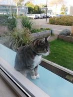 Lieve Poes zoekt nieuw thuis., Dieren en Toebehoren, Katten en Kittens | Overige Katten, Poes