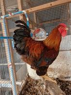 TRIO GOUD PATRIJS, Dieren en Toebehoren, Pluimvee, Meerdere dieren, Kip