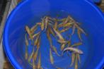 Tosai Ginrin Chagoi HQ 18-20 cm, Dieren en Toebehoren, Karper of Koi