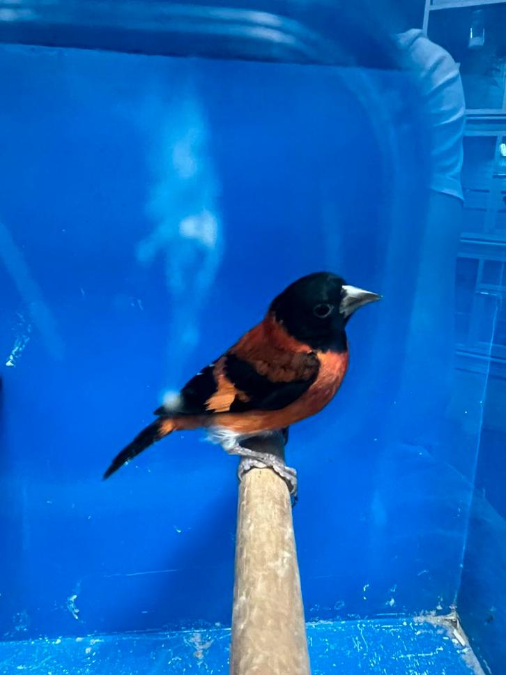 2-1 Kapoetsensijs, Dieren en Toebehoren, Vogels | Overige Vogels, Wildzangvogel, Meerdere dieren, Geringd