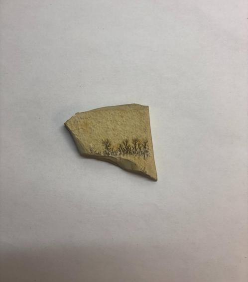 Dendriet fossiel (5), Verzamelen, Mineralen en Fossielen, Fossiel, Ophalen of Verzenden