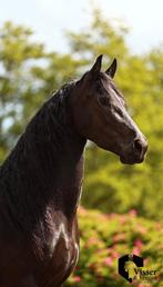 4 jarige Friese Ster Merrie, Dieren en Toebehoren, Merrie, Dressuurpaard, 3 tot 6 jaar