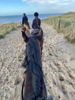 Bijrijdster aangeboden/op zoek naar verzorg pony, Dieren en Toebehoren, Ophalen