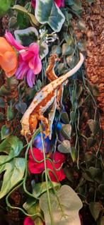 Red lilly white, Dieren en Toebehoren, Reptielen en Amfibieën, Slang, 3 tot 6 jaar