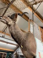 Taxidermie - opgezette Koedoe, Gebruikt, Ophalen of Verzenden