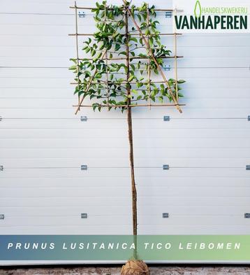 Prunus Lusitanica 'Tico' (leiboom) beschikbaar voor biedingen