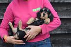 Teckel Ruwhaar pups, België, 15 weken tot 1 jaar, Dwerg, Parvo