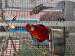 Prachtrosella, Dieren en Toebehoren, Vogels | Parkieten en Papegaaien, Meerdere dieren, Parkiet