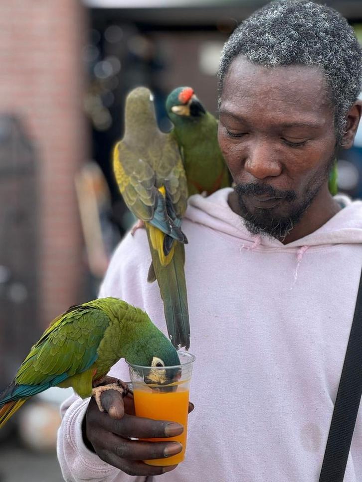 Ara maracana 2025., Dieren en Toebehoren, Vogels | Parkieten en Papegaaien, Papegaai, Mannelijk