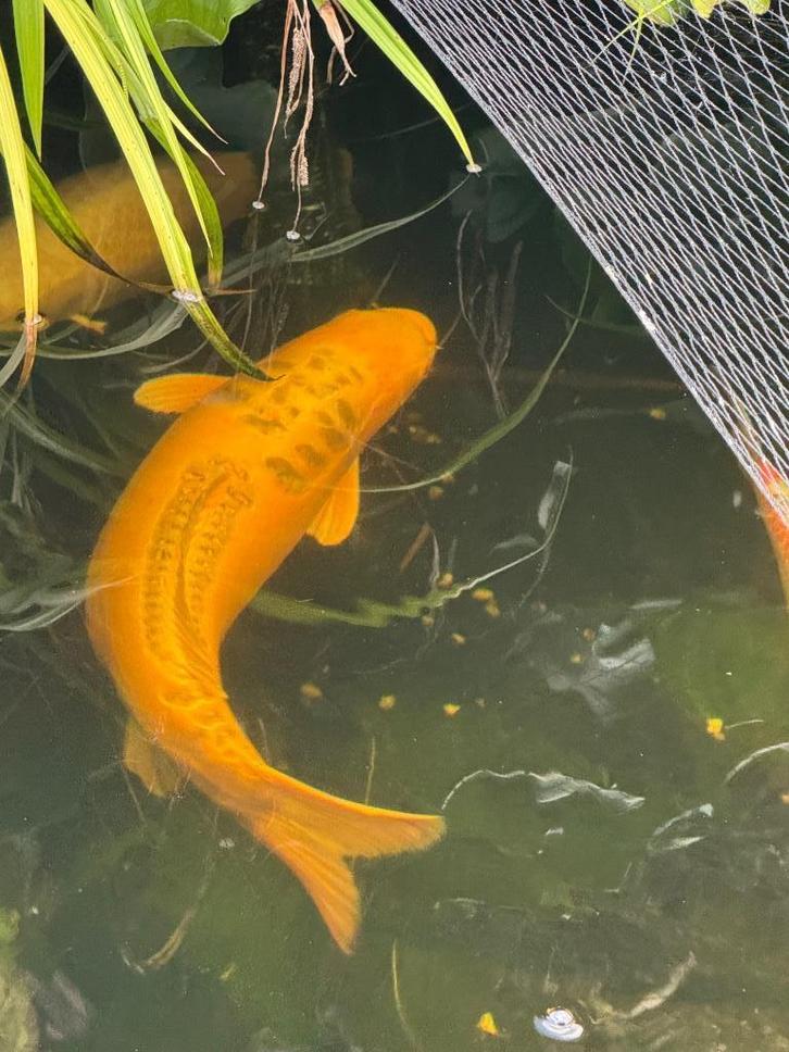 Japanse Koi yamabuki doitsu ogon 80 cm kweker Izumiya, Dieren en Toebehoren, Vissen | Vijvervissen, Karper of Koi