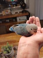 Tamme agapornis jongen, Dieren en Toebehoren, Geslacht onbekend, Dwergpapegaai of Agapornis, Tam