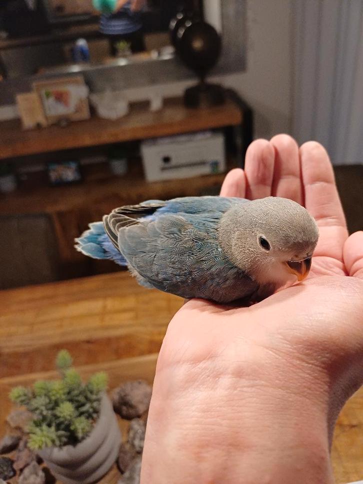 Tamme agapornis jongen, Dieren en Toebehoren, Vogels | Parkieten en Papegaaien, Dwergpapegaai of Agapornis, Geslacht onbekend