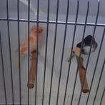 Te koop koppel Harlekijnen, Meerdere dieren, Postuurkanarie