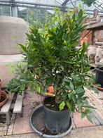 Mandarijn | citrus reticulata €79,95, Ophalen of Verzenden, Volle zon, Overige soorten