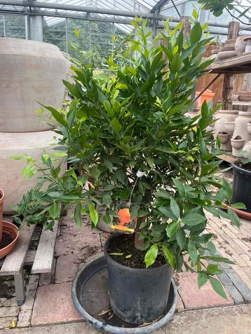 Mandarijn | citrus reticulata €79,95 beschikbaar voor biedingen