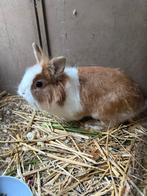 Dwerg konijn rammelaar, Dieren en Toebehoren, Konijnen, Mannelijk, Dwerg