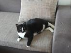 Cats. Katten., Meerdere dieren, Kortharig, 6 jaar of ouder
