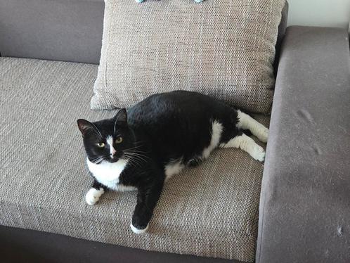 Cats. Katten., Dieren en Toebehoren, Katten en Kittens | Overige Katten, Kortharig, Meerdere dieren, 6 jaar of ouder