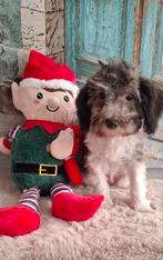 Harlekijn (grijs/zwart wit) toy poedel pupje, reu️, Dieren en Toebehoren, Honden | Chihuahua's en Gezelschapshonden, Poedel, Reu