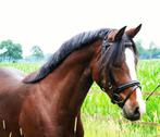 Zeer knappe 7 jarige D-pony merrie, Dieren en Toebehoren, Springpony, Zadelmak, 7 tot 10 jaar, D pony (1.37m tot 1.48m)