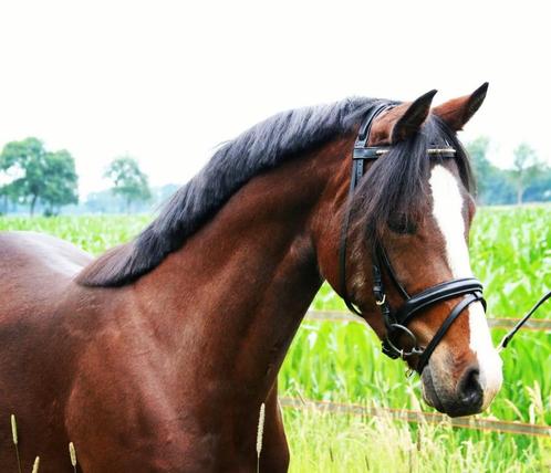 Zeer knappe 7 jarige D-pony merrie, Dieren en Toebehoren, Pony's, Merrie, Zadelmak, D pony (1.37m tot 1.48m), Springpony, 7 tot 10 jaar