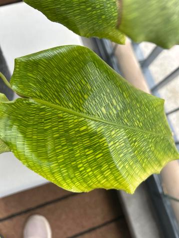 kamerplant Calathea Musaica 'Network' beschikbaar voor biedingen