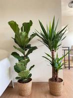 2for 85-Ficus Lyrata & Yucca FREE DELIVERY in Amsterdam, Overige soorten, In pot, Minder dan 100 cm, Groene kamerplant
