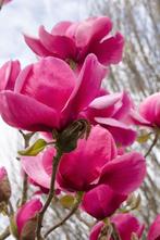 Magnolia Felix Jury / nieuw ‼️‼️/ zeer grote bloemen, Tuin en Terras, Planten | Bomen, In pot, Lente, Volle zon, 250 tot 400 cm