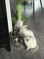 Siamees seal point/Ragdoll blue lynx kittens, Dieren en Toebehoren, Katten en Kittens | Overige Katten, Meerdere dieren, Langharig