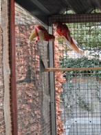 Koppel rubino rosella, Dieren en Toebehoren, Meerdere dieren, Parkiet, Geringd
