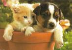 Ansichtkaart	Hond	& Poes, Verzamelen, Ansichtkaarten | Dieren, Verzenden, 1960 tot 1980, Ongelopen, Hond of Kat