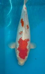 2x koi kohaku en pearl sanke, Dieren en Toebehoren, Vissen | Vijvervissen, Karper of Koi