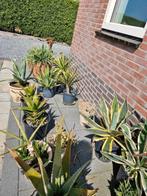 Mediterrane planten, agaves, hangplanten. Van alles, Ophalen, Zomer, Overige soorten, Volle zon