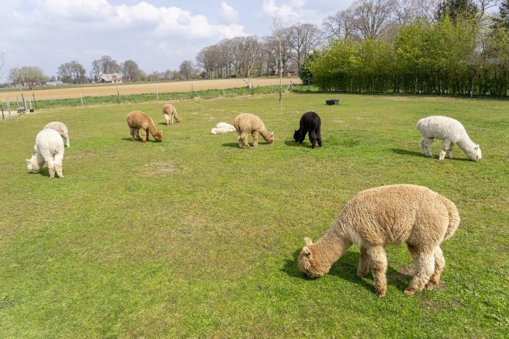 Mooie Alpaca's Goede kwaliteit te koop, Dieren en Toebehoren, Januari, Meerdere dieren