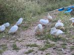 Kwakertjes Wit, Dieren en Toebehoren, Pluimvee, Mannelijk, Eend