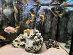Grote groep malawi cichlide, kweekgroep, snow white, Dieren en Toebehoren, Vissen | Aquariumvissen, Vis, Zoetwatervis, Schoolvis