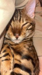 Gezonde Bengaalse kater als dekkater – vaste prijs €350, Kater