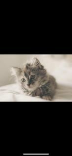 Kitten gezocht, Dieren en Toebehoren, Katten en Kittens | Raskatten | Korthaar, Kater