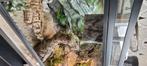 Terrarium incl 3 luipaard gecko's, Dieren en Toebehoren, Hagedis, Met terrarium, 3 tot 6 jaar