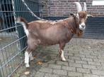 Toggenburger bok CL en CAE vrij dekbok, Dieren en Toebehoren, Schapen, Geiten en Varkens, Mannelijk, Geit, 0 tot 2 jaar