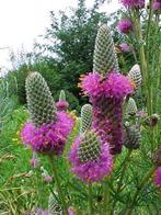 Nr 23/ zaad van Dalea purpurea -- Prairieklaver biologisch, Ophalen of Verzenden, Voorjaar, Volle zon, Zaad