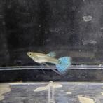 Zeldzaam blue grass ribbon fin guppy, Vis
