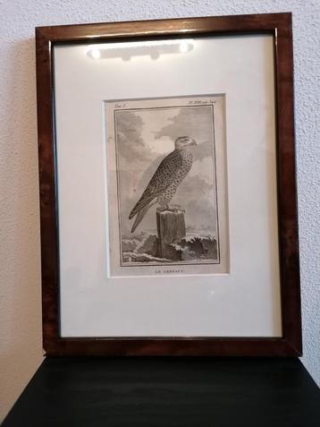 Kopergravure Leclerc, Buffon 1770 Le Gerfaut Giervalk Valk beschikbaar voor biedingen