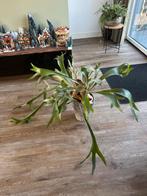 Hertshoornvaren met pot, Ophalen, Gebruikt, Binnen