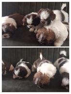 Raszuivere Shih tzu pups. nog 1 🐕🩷teefje ..mag gelijke mee, Dieren en Toebehoren, Honden | Chihuahua's en Gezelschapshonden