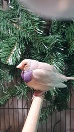 Gouldamadine koppel zilver x split blauw., Meerdere dieren, Tropenvogel