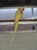 Lutino Alexander, Dieren en Toebehoren, Mannelijk, Parkiet, Geringd